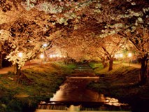 観音寺川の夜桜