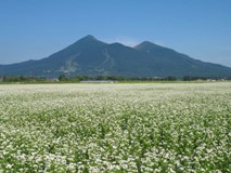 蕎麦畑と磐梯山（1）