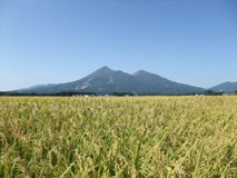 磐梯山と稲穂（1）