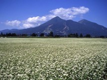 蕎麦畑と磐梯山（2）