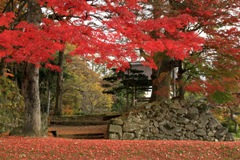 亀ヶ城公園の紅葉（2）